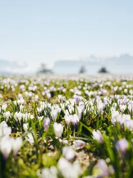 Spring crocuses in South Tyrol