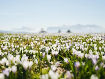 Crochi primaverili in Alto Adige