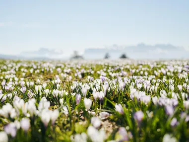 Crochi primaverili in Alto Adige