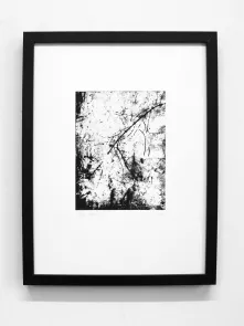 Petra Polli - Wald aus der Serie Tracks; Kunstauktion AMA Stay St. Vigil