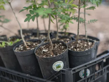 AMA Stay fa crescere nuove foreste a San Vigilio